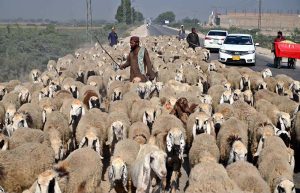 Shepherds guide their herd of sheep along the Bypass Road.