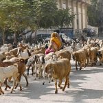A shepherd guides his herd of sheep towards the fields for grazing in Latifabad