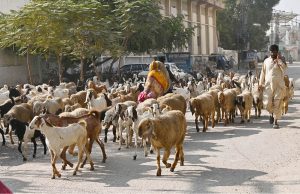 A shepherd guides his herd of sheep towards the fields for grazing in Latifabad