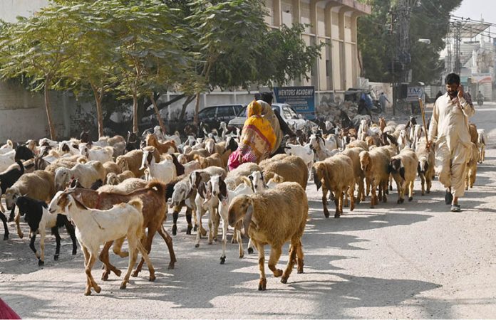 A shepherd guides his herd of sheep towards the fields for grazing in Latifabad
