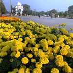 Blooming beautiful rosemary flowers add color and enhance the beauty of the F-9 Fatima Jinnah Park on a pleasant evening in the federal capital