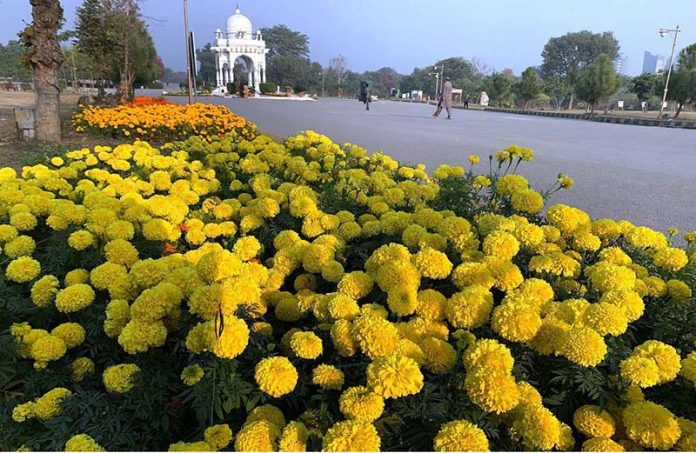 Blooming beautiful rosemary flowers add color and enhance the beauty of the F-9 Fatima Jinnah Park on a pleasant evening in the federal capital