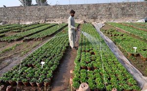 A worker showers water on plants at the H-9 nursery in the Federal Capital