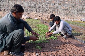 A worker showers water on plants at the H-9 nursery in the Federal Capital