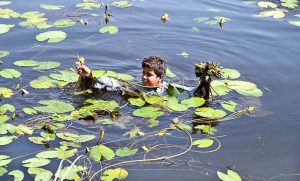 A youngster skillfully collects a louts seeds from deep water near Mohen-jo-Daro Airport Road.