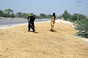 Farmers spread freshly harvested rice for drying in the traditional way under the autumn sun near Hyder Brohi Village, Mohen-jo-Daro Airport Road.