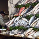 A fish vendor arranges a variety of fish of different sizes at his stall as demand increases with the drop in temperature during winter season across the twin cities