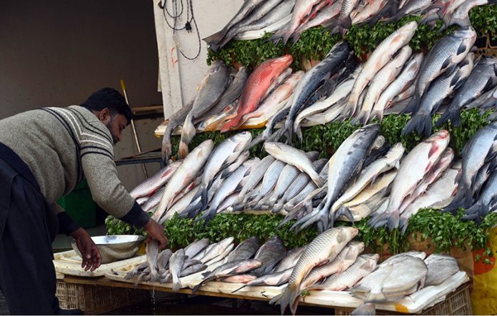 A fish vendor arranges a variety of fish of different sizes at his stall as demand increases with the drop in temperature during winter season across the twin cities