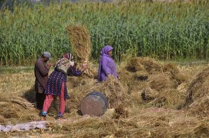 Farmers thresh rice using traditional methods on the outskirts of the Provincial Capital.