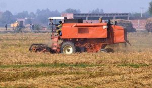 Farmers thresh rice using traditional methods on the outskirts of the Provincial Capital.