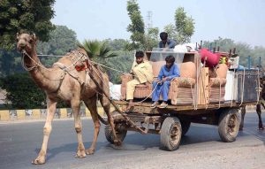Camel cart holder on the way loaded with household items.