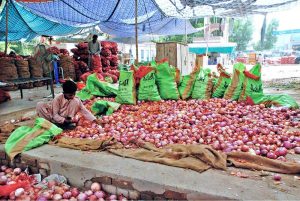 Farmers sorting onions and packing it in bags to sell