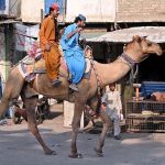 Men enjoy camel riding near the old bus stand