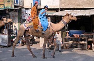 Men enjoy camel riding near the old bus stand