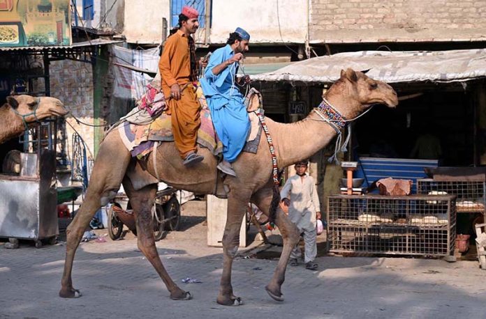 Men enjoy camel riding near the old bus stand