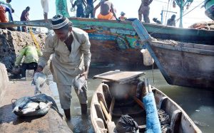 A fisherman unloads fish in Ibrahim Hyderi supply to the city
