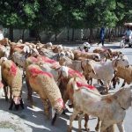 A shepherd woman takes her goats for grazing in the outskirts of City