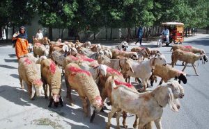 A shepherd woman takes her goats for grazing in the outskirts of City