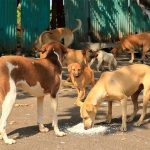 Campaign launched against stray, rabid dogs