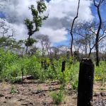 Deforestation driving up tropical temperatures by up to 5°C, say Leeds scientists