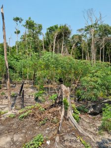 Deforestation driving up tropical temperatures by up to 5°C, say Leeds scientists