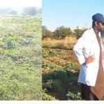 PFA destroys 20-kanal vegetable crop grown with sewage water in Attock