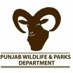 Punjab urial population rises as wildlife protection efforts yield results