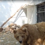 Rano the Bear moved to Islamabad Wildlife Rehabilitation Centre