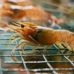 Shrimp farming project to create 1,000 jobs in Balochistan