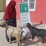 KSrelief completes first phase of livestock-based economic empowerment project in Pakistan