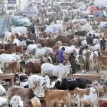 Official takes notice of overcharging at cattle market
