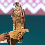Farkh Shaheen falcon sold on the 23rd night of Saudi Falcons Club Auction 2025