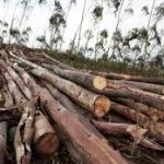 AAC Galyat orders action against illegal tree cutting in Chhachan Tajwal
