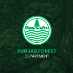 Punjab Forest Deptt restores 60-year old banyan tree