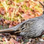 Koklass pheasants reared in captivity to study breeding ecology of rare bird die of viral infection