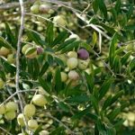 Applications invited for new olive orchards in Potohar until March 2026