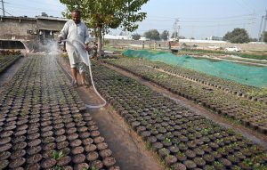 A worker showers water on plants to keep them fresh at a local nursery in H-9 in the Federal Capital.