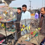 Vendors display various colourful parrots in cages to attract customers at a roadside market