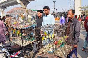 Vendors display various colourful parrots in cages to attract customers at a roadside market