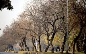 Bare branches of leafless trees stretch across the road median, framing a serene autumn-to-winter landscape in the federal capital.