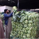 Labourers busy arranging cauliflower after unloading it from a delivery truck at the Vegetable Market in the Federal Capital.