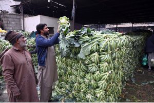Labourers busy arranging cauliflower after unloading it from a delivery truck at the Vegetable Market in the Federal Capital.
