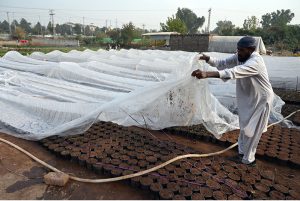A worker showers water on plants to keep them fresh at a local nursery in H-9 in the Federal Capital.