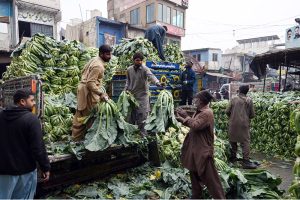 Labourers busy arranging cauliflower after unloading it from a delivery truck at the Vegetable Market in the Federal Capital.