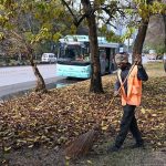 CDA worker is busy cleaning fallen tree leaves from the greenbelt after rainfall in the Federal Capital.