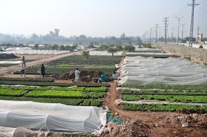 A view of plants covers with plastic sheets to protect from chilled weather at local nursery in Federal Capital.