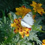 A butterfly sips nectar from a fresh flower