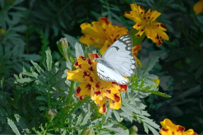 A butterfly sips nectar from a fresh flower