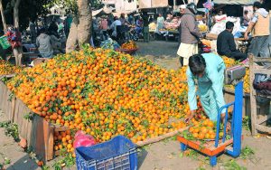 A vendor arranges and weighs freshly picked oranges from nearby orchards at a busy wholesale fruit market.