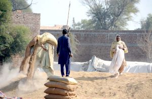 Labourers loading chaff (husk from wheat) from a delivery truck.